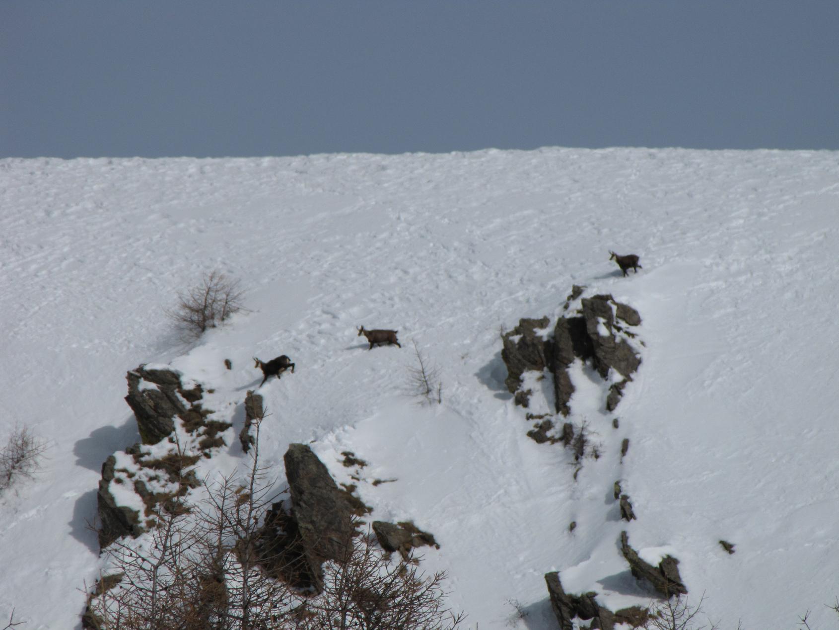 I camosci tornano a correre